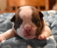 TEX - CHOCOLATE & WHITE, a male English Bulldog for sale in Marshfield, MO – 1 of 3