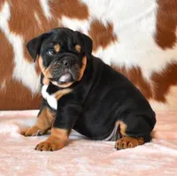 FLIRT BLACK TRI, a female English Bulldog for sale in Marshfield, MO – 3 of 5