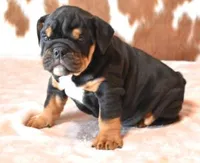 FLIRT BLACK TRI, a female English Bulldog for sale in Marshfield, MO – 5 of 5