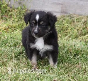 TRINA BLACK TRI – Toy Australian Shepherd puppy for sale in Marshfield, MO