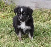 TRINA BLACK TRI, a female Toy Australian Shepherd for sale in Marshfield, MO – Photo 1 of 5