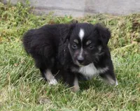 TRINA BLACK TRI, a female Toy Australian Shepherd for sale in Marshfield, MO – Photo 5 of 5