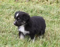 TRINA BLACK TRI, a female Toy Australian Shepherd for sale in Marshfield, MO – Photo 4 of 5