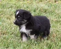 TRINA BLACK TRI, a female Toy Australian Shepherd for sale in Marshfield, MO – Photo 3 of 5
