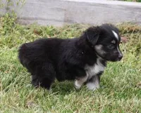 TRINA BLACK TRI, a female Toy Australian Shepherd for sale in Marshfield, MO – Photo 2 of 5