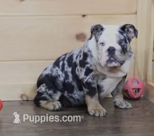 FANCY BLUE MERLE – English Bulldog puppy for sale in Marshfield, MO