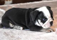 BECKY - BLUE TRI, a female English Bulldog for sale in Marshfield, MO – 3 of 4