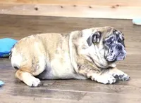 FANNY CHOCOLATE MERLE, a female English Bulldog for sale in Marshfield, MO – 7 of 7