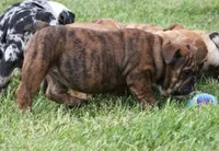 FIFI CHOCOLATE BRINDLE, a female English Bulldog for sale in Marshfield, MO – 6 of 6