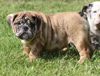 FANNY CHOCOLATE MERLE, a female English Bulldog for sale in Marshfield, MO – 2 of 5
