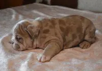 AMBER LILAC MERLE AKC, a female English Bulldog for sale in Marshfield, MO – Photo 3 of 6