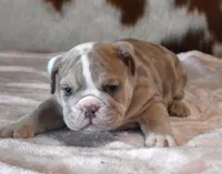 AMBER LILAC MERLE AKC, a female English Bulldog for sale in Marshfield, MO – Photo 4 of 6