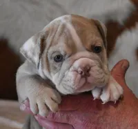 AMBER LILAC MERLE AKC, a female English Bulldog for sale in Marshfield, MO – Photo 2 of 6