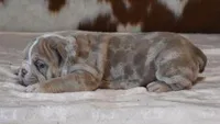 AMBER LILAC MERLE AKC, a female English Bulldog for sale in Marshfield, MO – Photo 5 of 6