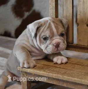 AMBER LILAC MERLE AKC – English Bulldog puppy for sale in Marshfield, MO