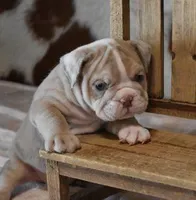 AMBER LILAC MERLE AKC, a female English Bulldog for sale in Marshfield, MO – Photo 1 of 6