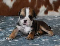 LANCE , a male English Bulldog for sale in Marshfield, MO – Photo 2 of 5
