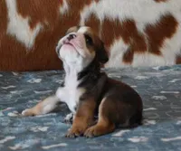 LANCE , a male English Bulldog for sale in Marshfield, MO – Photo 5 of 5