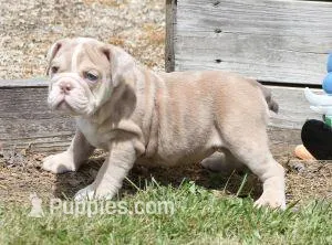 AMBER LILAC MERLE AKC – English Bulldog puppy for sale in Marshfield, MO