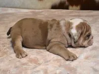 AMBER LILAC MERLE AKC, a female English Bulldog for sale in Marshfield, MO – Photo 6 of 6