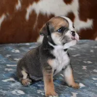 LANCE , a male English Bulldog for sale in Marshfield, MO – Photo 4 of 5