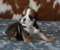 LANCE , a male English Bulldog for sale in Marshfield, MO – Photo 3 of 5