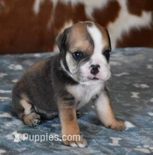 LANCE  – English Bulldog puppy for sale in Marshfield, MO