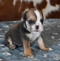 LANCE , a male English Bulldog for sale in Marshfield, MO – Photo 1 of 5