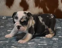TANK - BLUE MERLE AKC, a male English Bulldog for sale in Marshfield, MO – 4 of 4