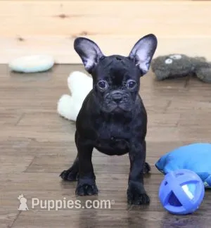 IZZY - BLACK & WHITE – French Bulldog puppy for sale in Marshfield, MO