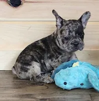 IRA BLUE MERLE, a male French Bulldog for sale in Marshfield, MO – 1 of 5