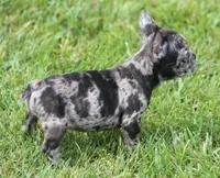 CANDY BLUE MERLE, a female French Bulldog for sale in Marshfield, MO – 2 of 4