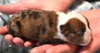 FLASH - RED MERLE, a male English Bulldog for sale in Marshfield, MO – 4 of 4