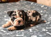 THOR - BLUE MERLE AKC, a male English Bulldog for sale in Marshfield, MO – 4 of 4