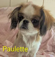 California Paulette , a female Cavalier King Charles Spaniel and Japanese Chin for sale in Arroyo Grande, CA – 2 of 9