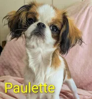 California Paulette , a female Cavalier King Charles Spaniel and Japanese Chin for sale in Arroyo Grande, CA – 5 of 9