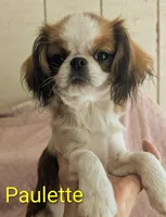 California Paulette , a female Cavalier King Charles Spaniel and Japanese Chin for sale in Arroyo Grande, CA – 4 of 9