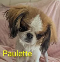 California Paulette , a female Cavalier King Charles Spaniel and Japanese Chin for sale in Arroyo Grande, CA – 3 of 9