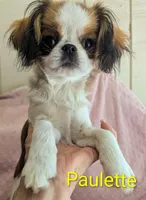 California Paulette , a female Cavalier King Charles Spaniel and Japanese Chin for sale in Arroyo Grande, CA – 6 of 9