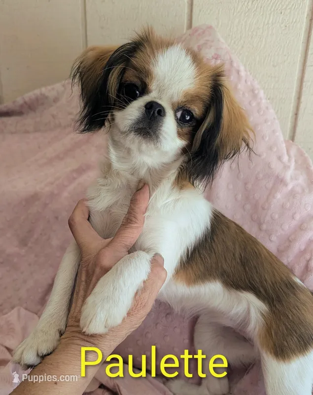 California Paulette  – Cavalier King Charles Spaniel, Japanese Chin puppy on hold in Arroyo Grande, CA