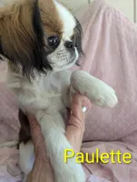 California Paulette , a female Cavalier King Charles Spaniel and Japanese Chin for sale in Arroyo Grande, CA – 8 of 9
