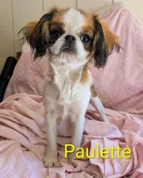 California Paulette , a female Cavalier King Charles Spaniel and Japanese Chin for sale in Arroyo Grande, CA – 7 of 9
