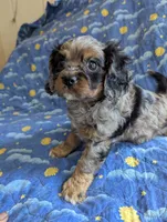 California/Oregon Tyler, a male Cavalier King Charles Spaniel for sale in Arroyo Grande, CA – 8 of 10