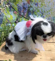 California Dottii , a female Japanese Chin for sale in Arroyo Grande, CA – Photo 4 of 4