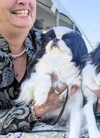 California Dottii , a female Japanese Chin for sale in Arroyo Grande, CA – Photo 3 of 4