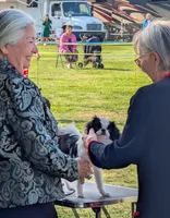 California Dottii , a female Japanese Chin for sale in Arroyo Grande, CA – 8 of 10
