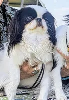 California Dottii , a female Japanese Chin for sale in Arroyo Grande, CA – Photo 2 of 4