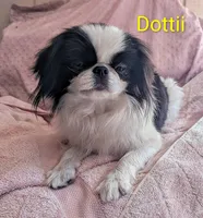 California Dottii , a female Japanese Chin for sale in Arroyo Grande, CA – 9 of 10