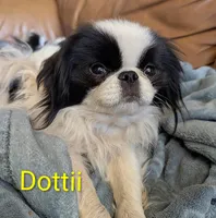 California Dottii , a female Japanese Chin for sale in Arroyo Grande, CA – 4 of 10