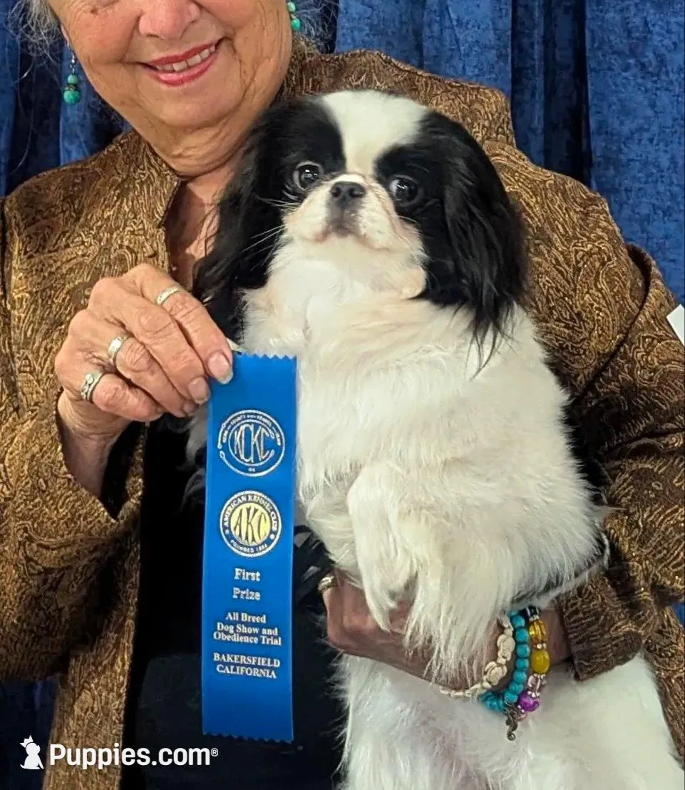 California Dottii  – Japanese Chin puppy for sale in Arroyo Grande, CA